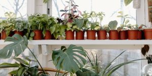 4 Creative Ways to Bring Nature into Your Home